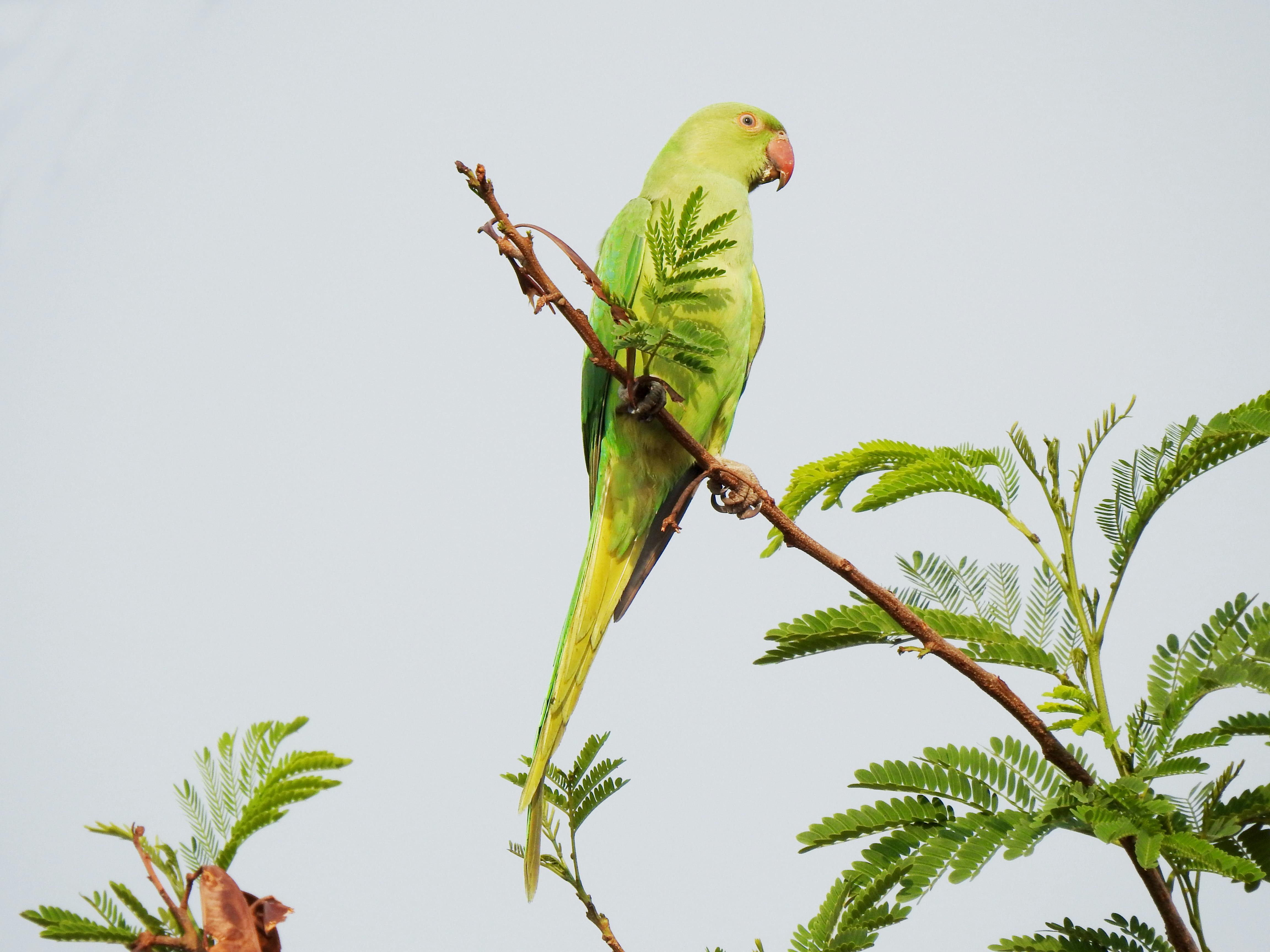Colorful Small Parrot