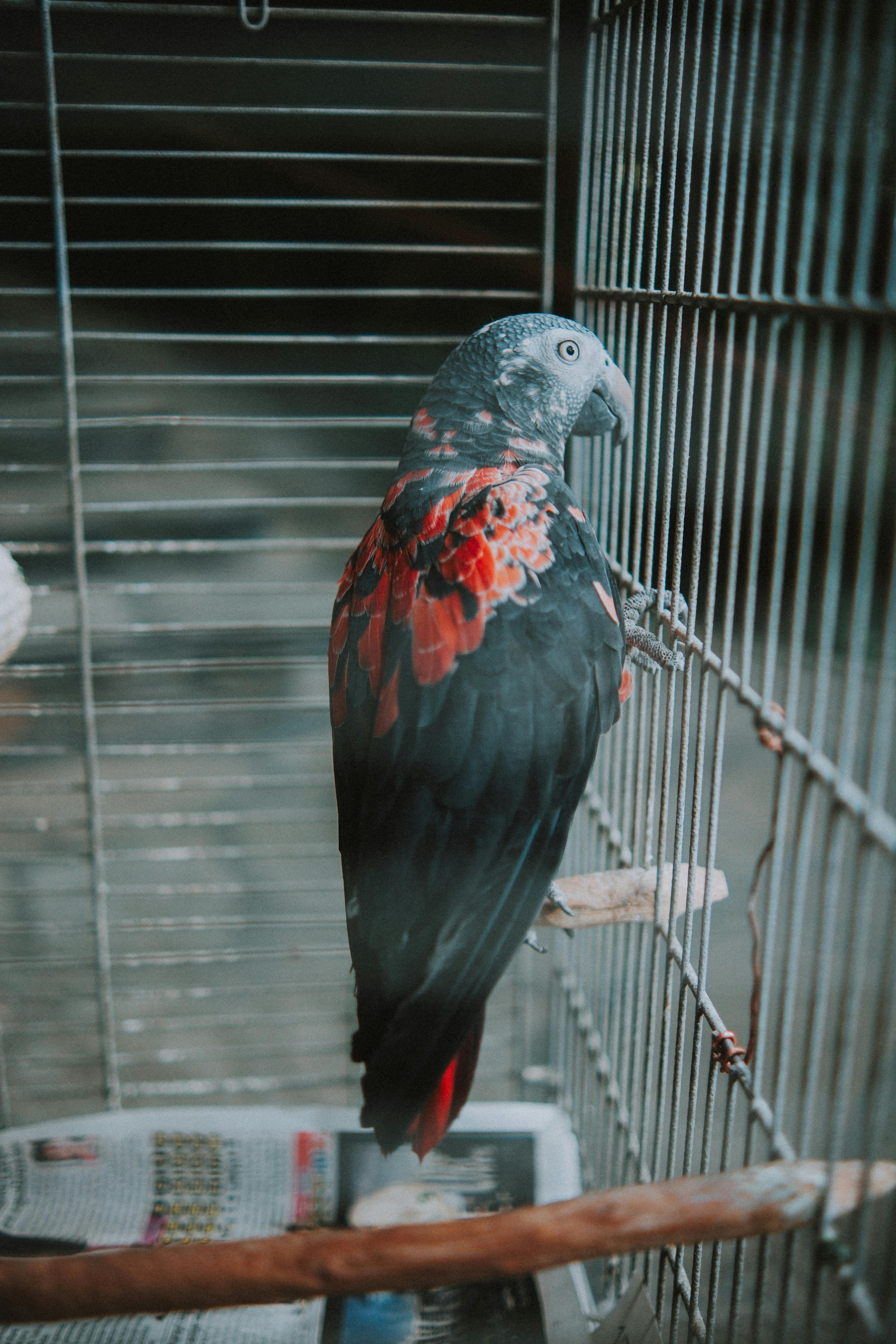 Small Parrot