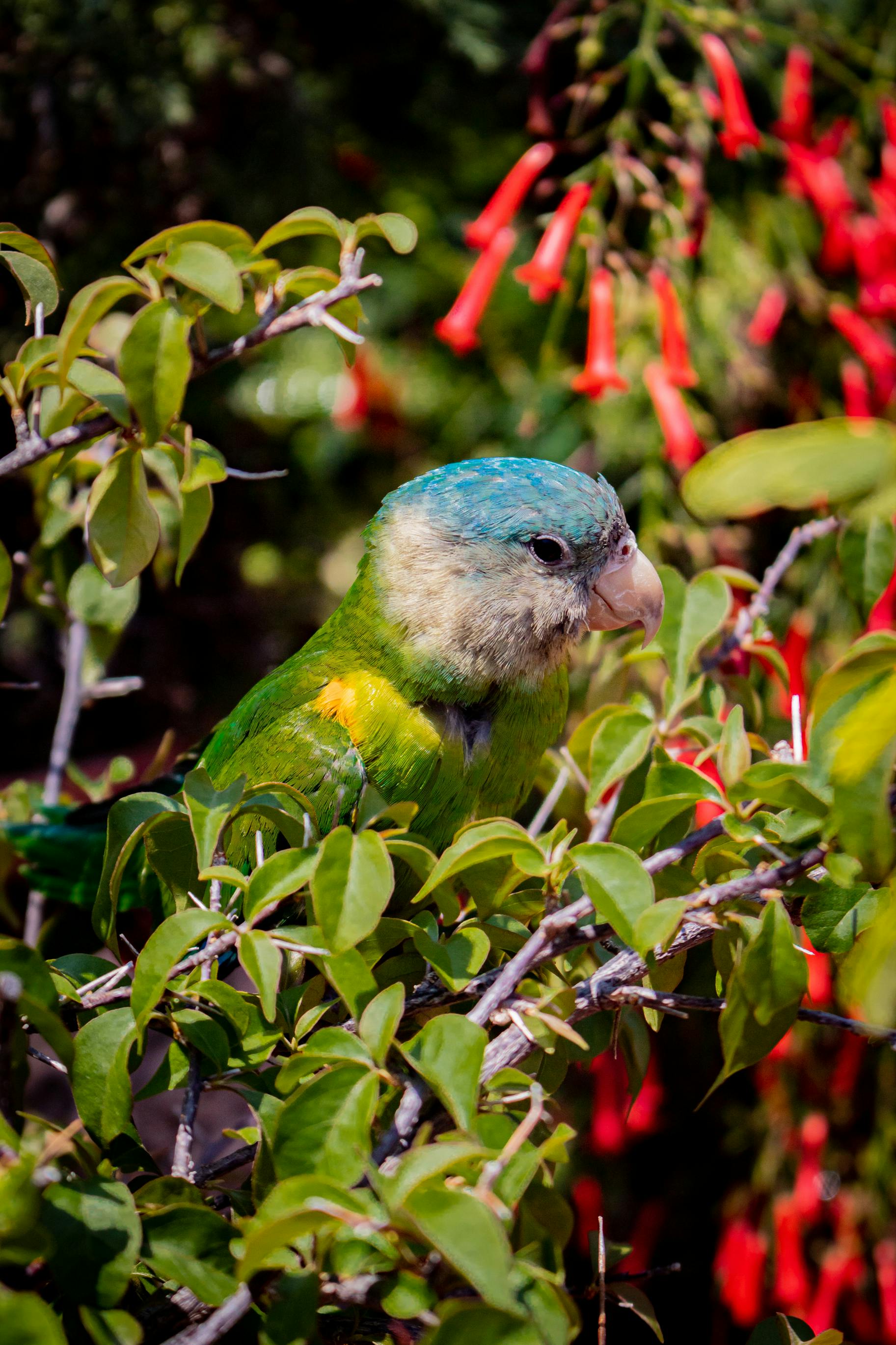 Macaw Parrot