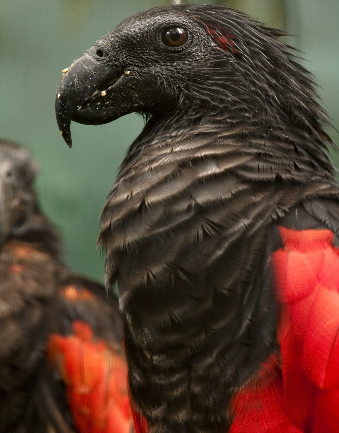 Dracula Parrot