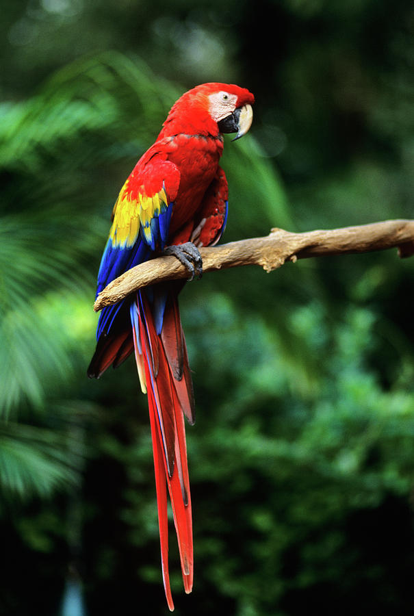 Tropical Birds in Parrot Jungle