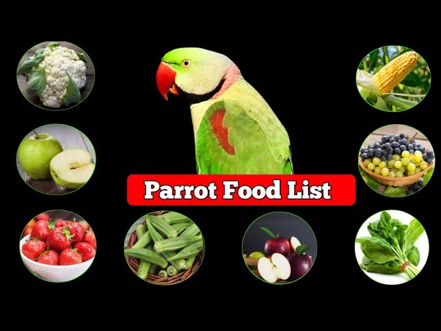 Parrots eating fresh diet