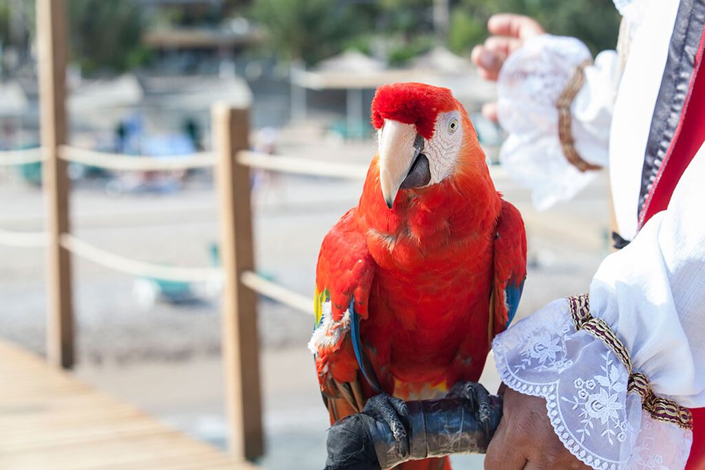 Pirate Parrot