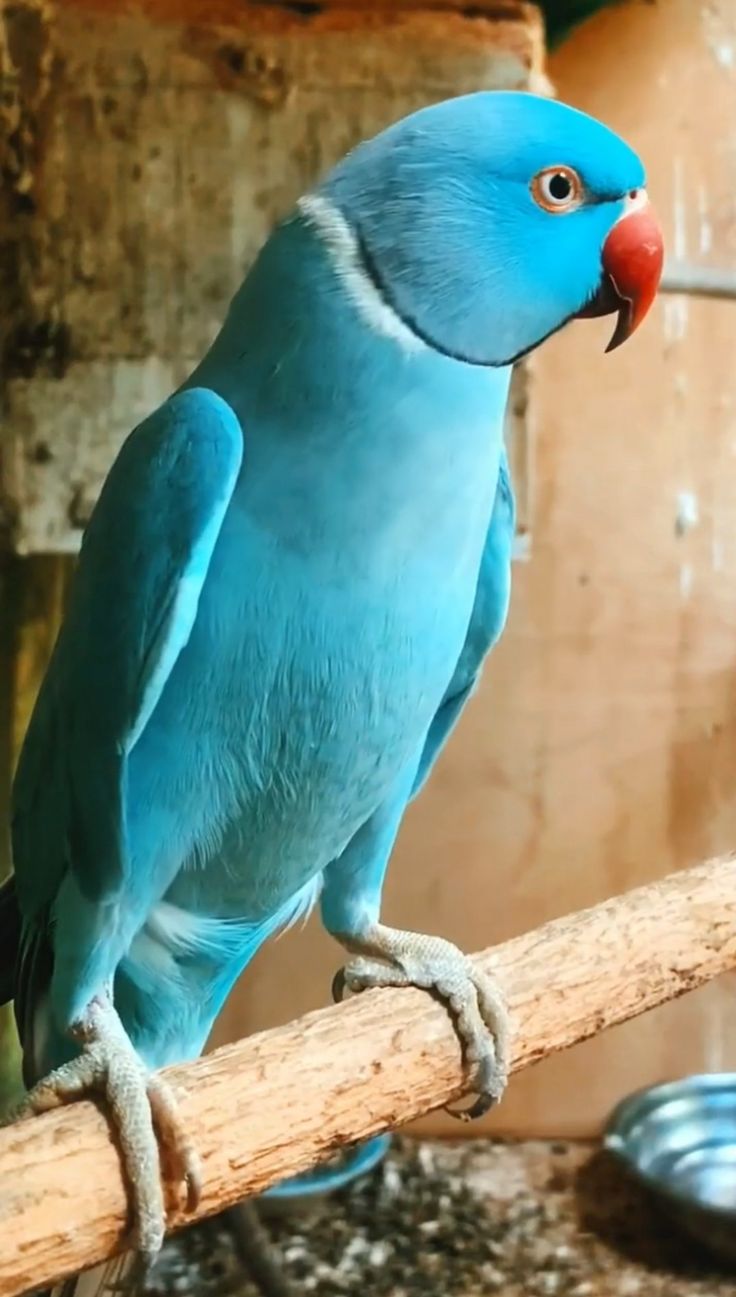 Blue Parrot 1