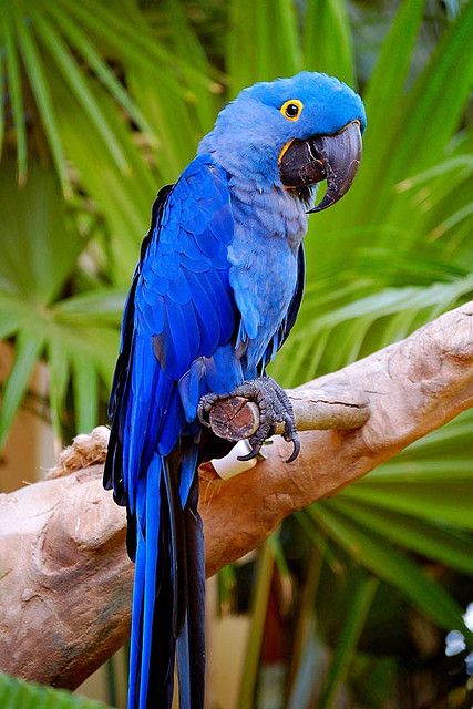 Blue Parrot 2