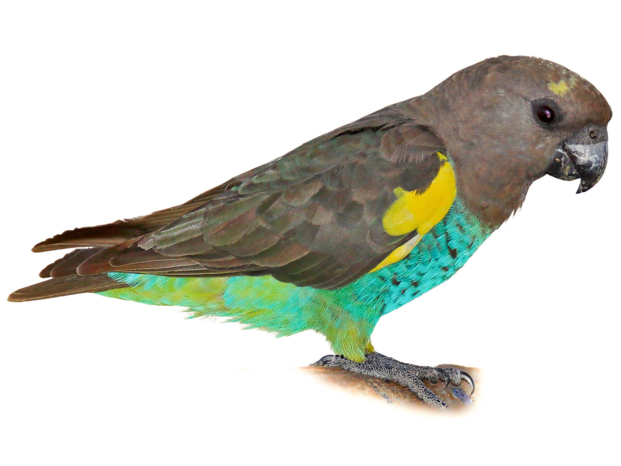 Meyer’s Parrot in a vibrant habitat