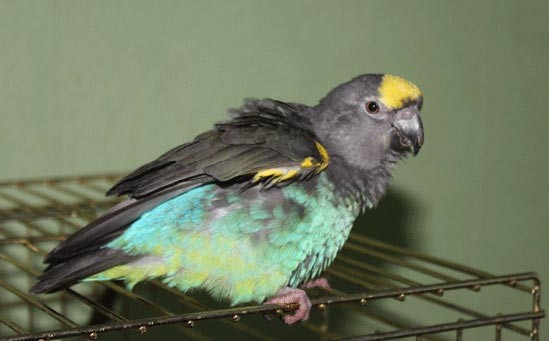 A beautifully colored Meyer’s Parrot