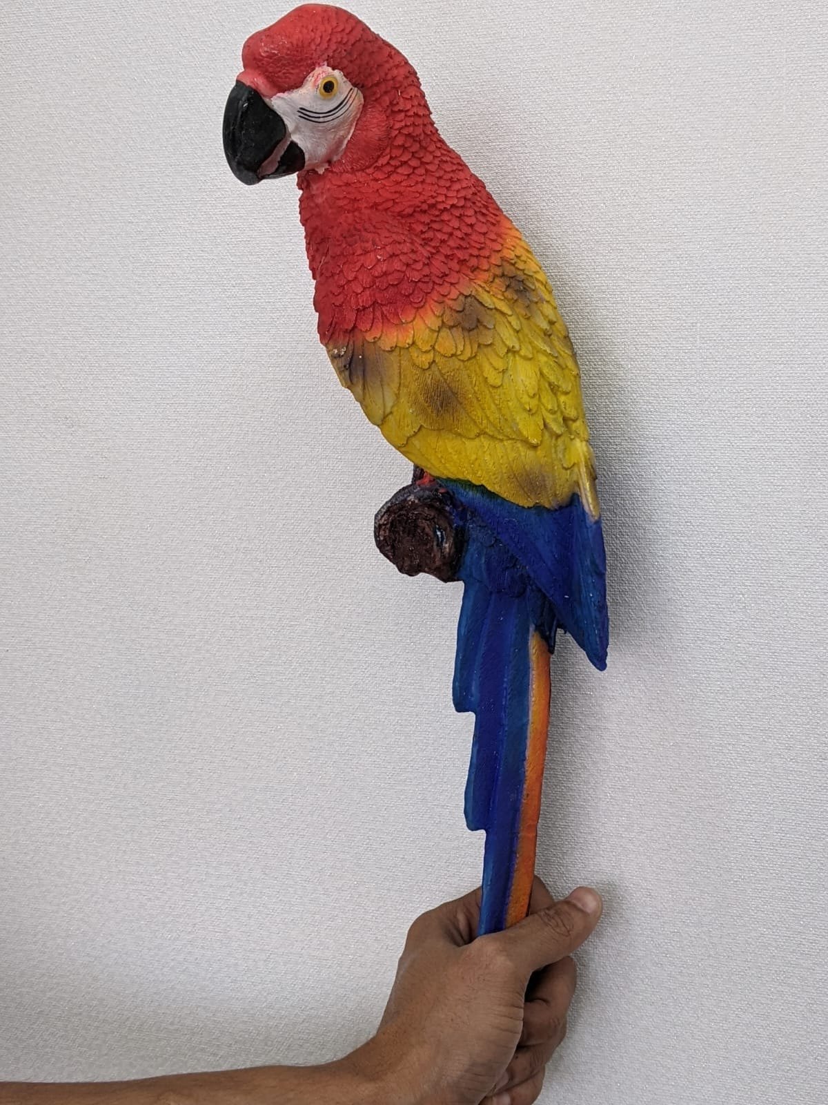 Macaw Parrot