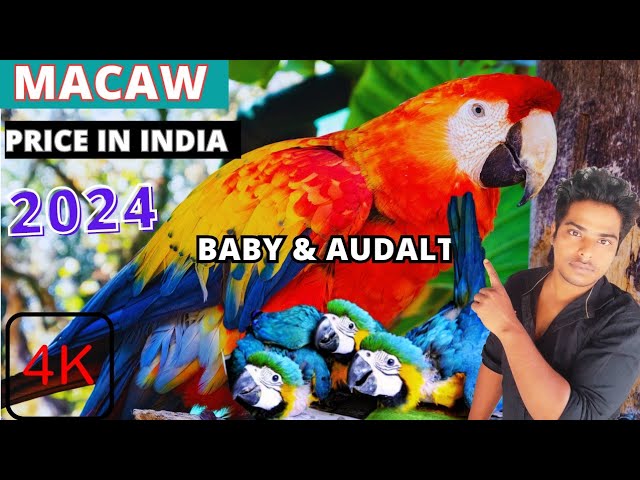 Macaw Parrot in Nature