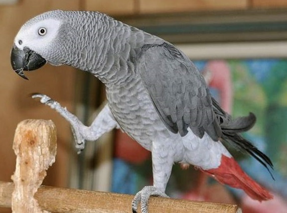 African Gray Parrot for Sale