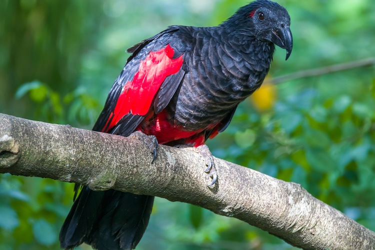 Dracula Parrot For Sale