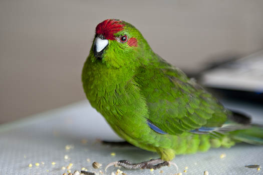 Kakariki Parrot