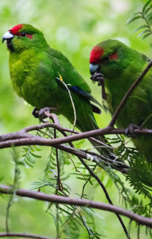 Kakariki Parrot