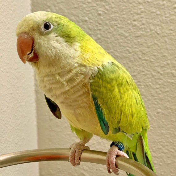 Quaker Parrot