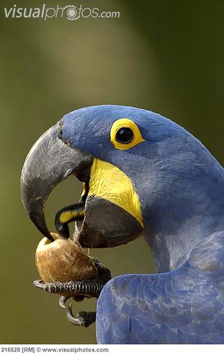 Parrot showing tongue behavior