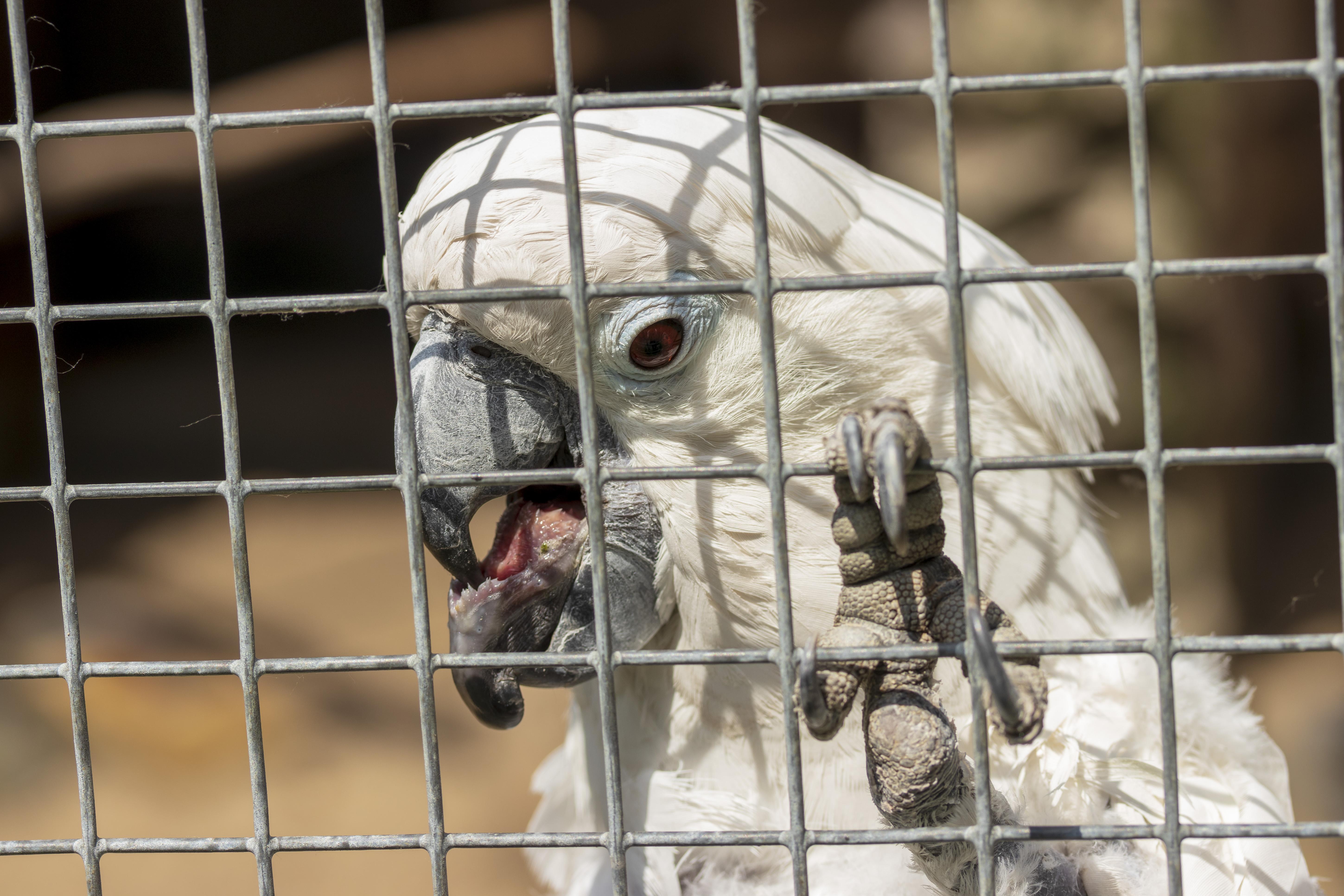 Diverse expressions of parrot communication