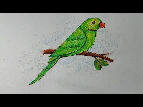 Easy parrot drawing example