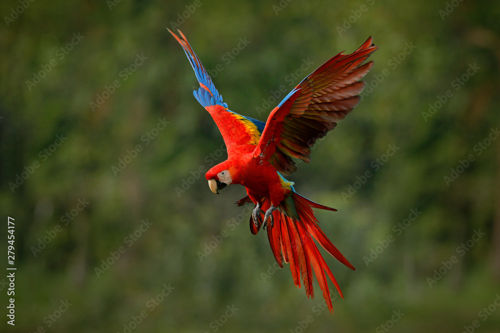 Parrot Flying