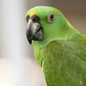 Amazon Parrot for Sale