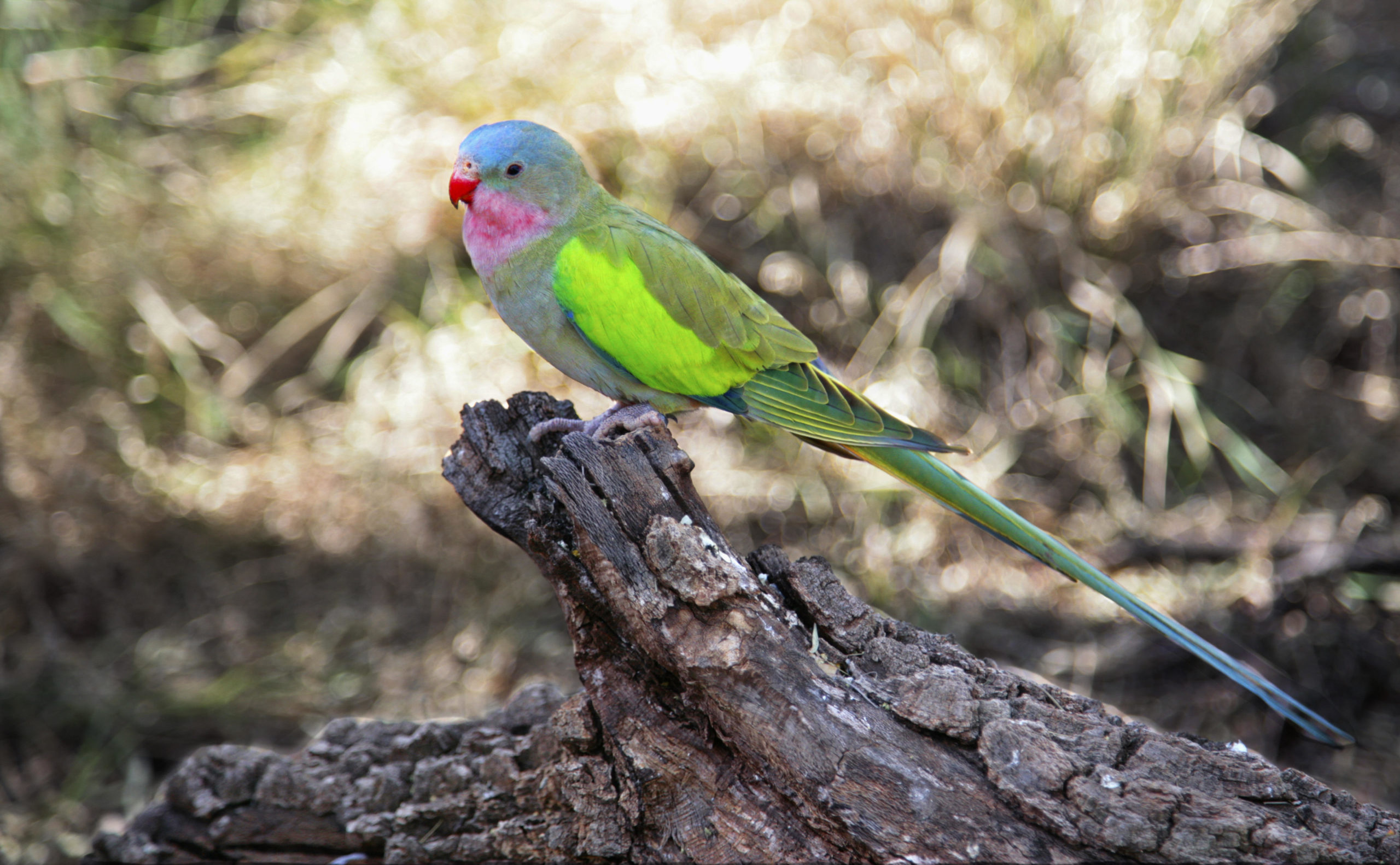 Beautiful Princess Parrot