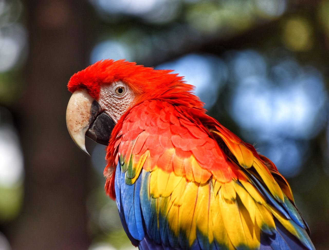 Macaw vs Parrot