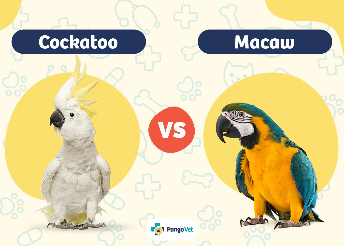 Comparative Image of Macaws and Parrots