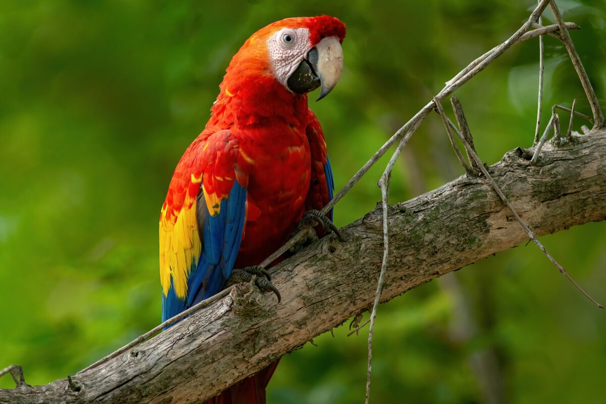 Parrot vs Macaw