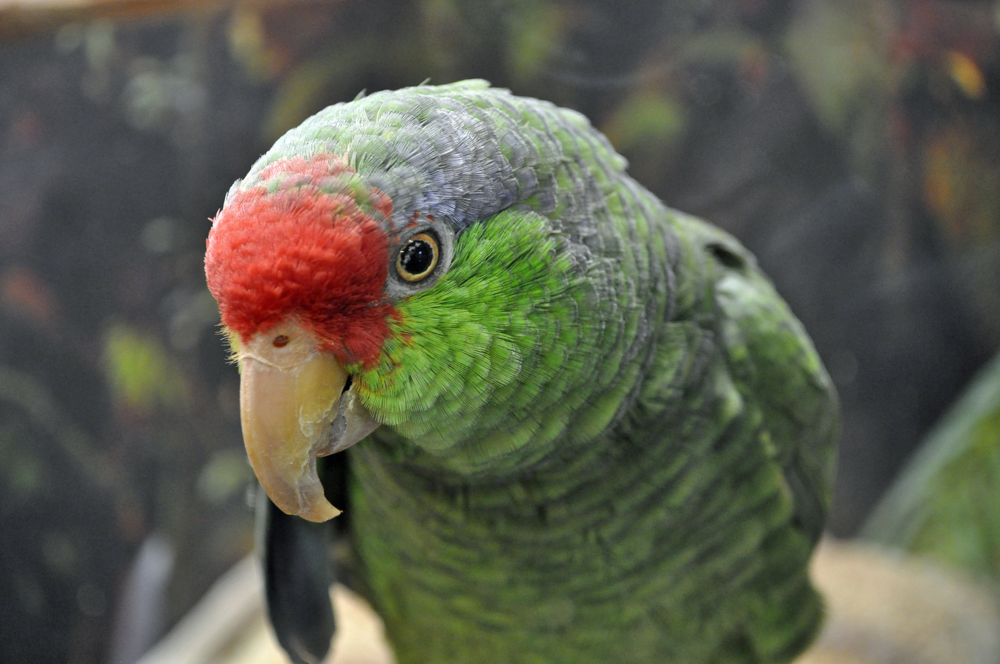 Choosing Parrot or Macaw