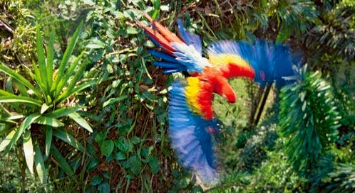 Mexican Parrot