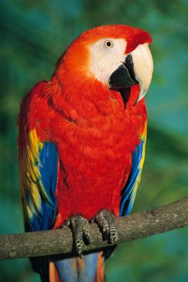 Mexican Parrot in habitat