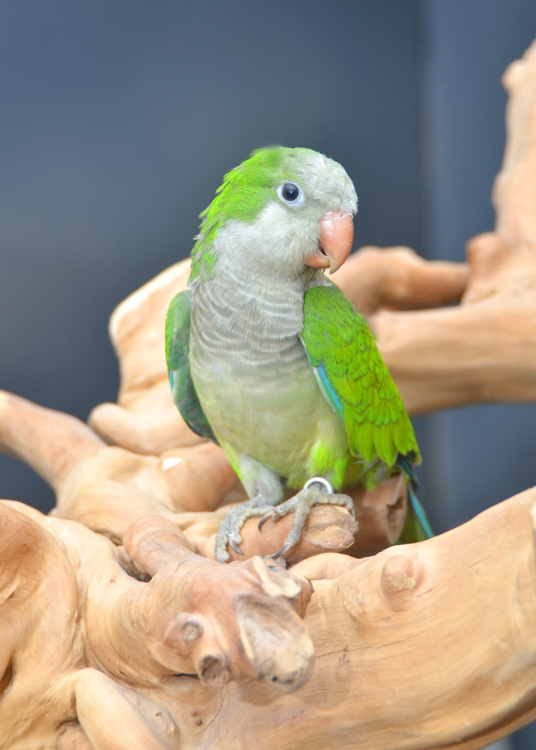 Quaker Parrot for Sale