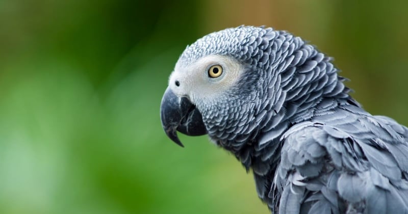 Parrot Lifespan Example