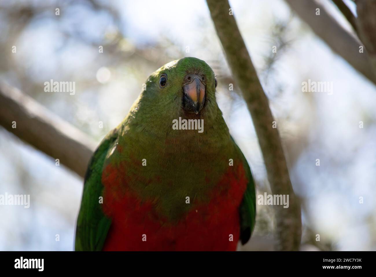 Alexandrine Parrot