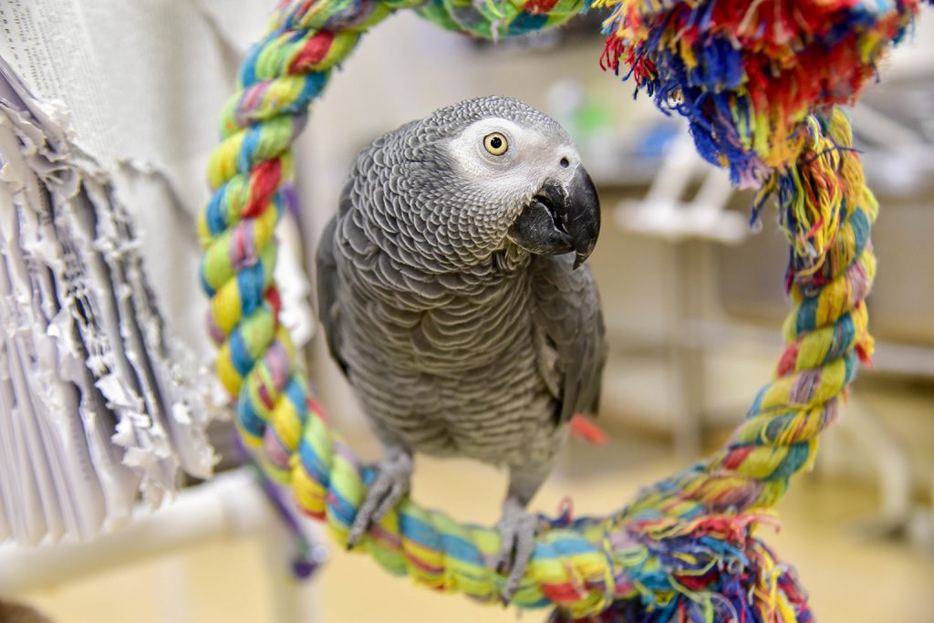 African Grey Parrot Cost