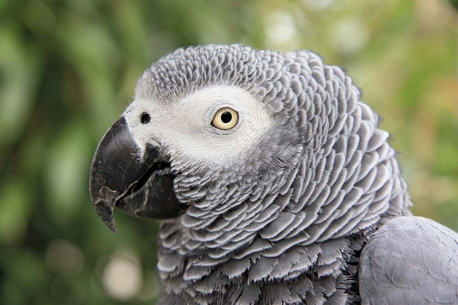 African Grey Parrot Owners