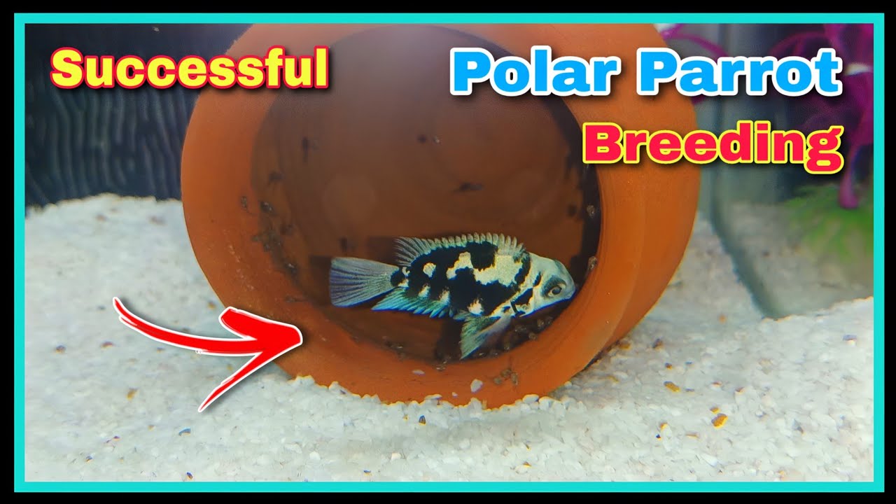 Polar Parrot Fish