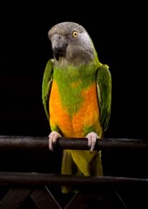 Senegal Parrot and Life Care Tips