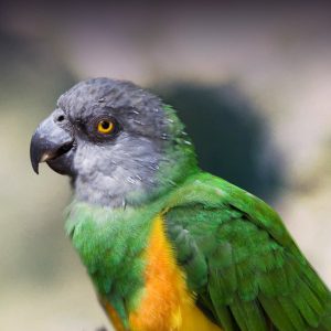 Healthy Senegal Parrot Enrichment Activities