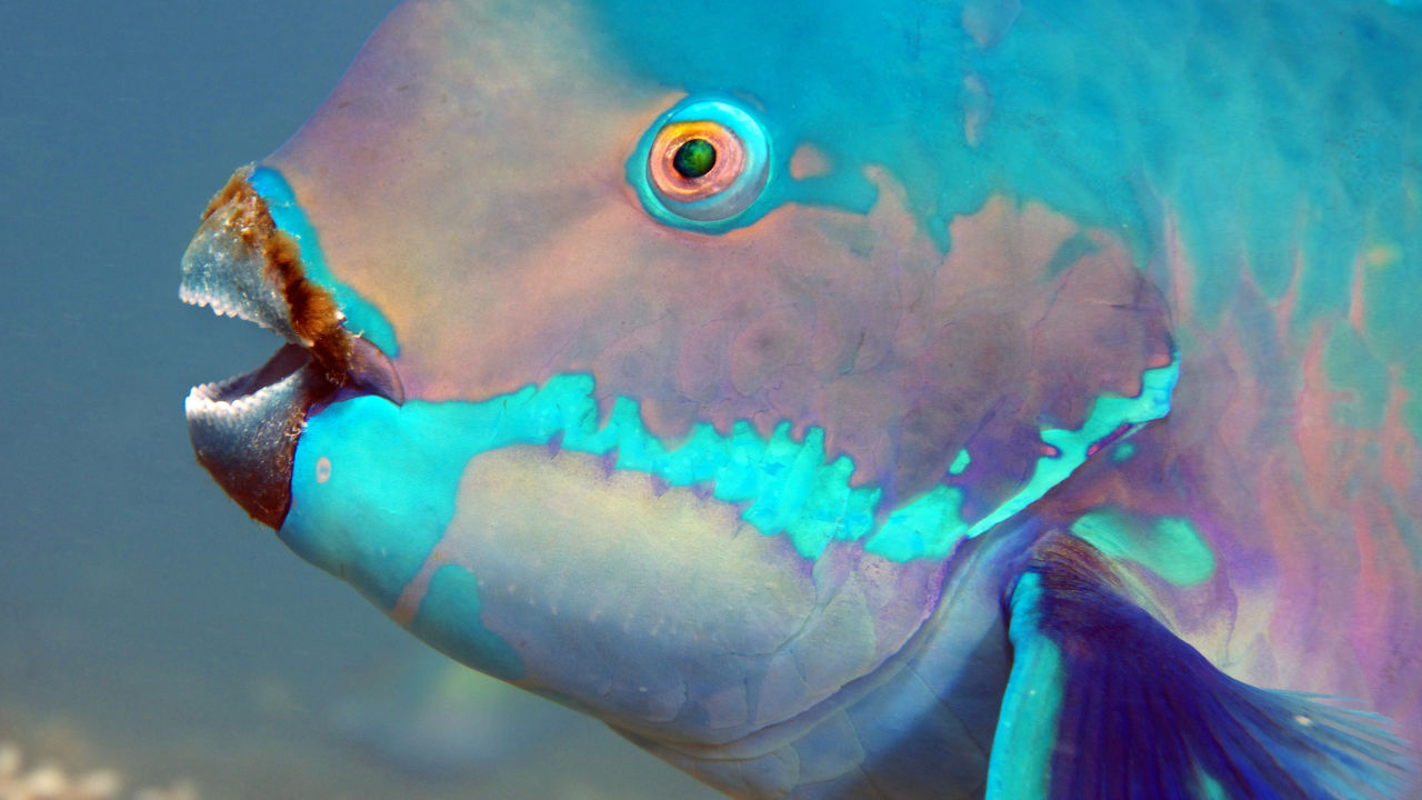 Parrot Fish