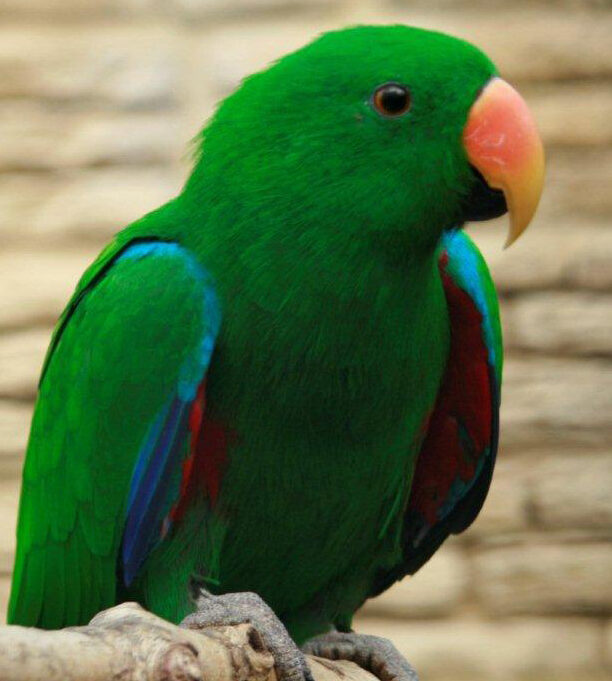 Eclectus Parrot