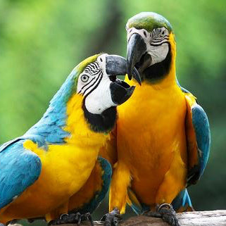 Colorful Parrots