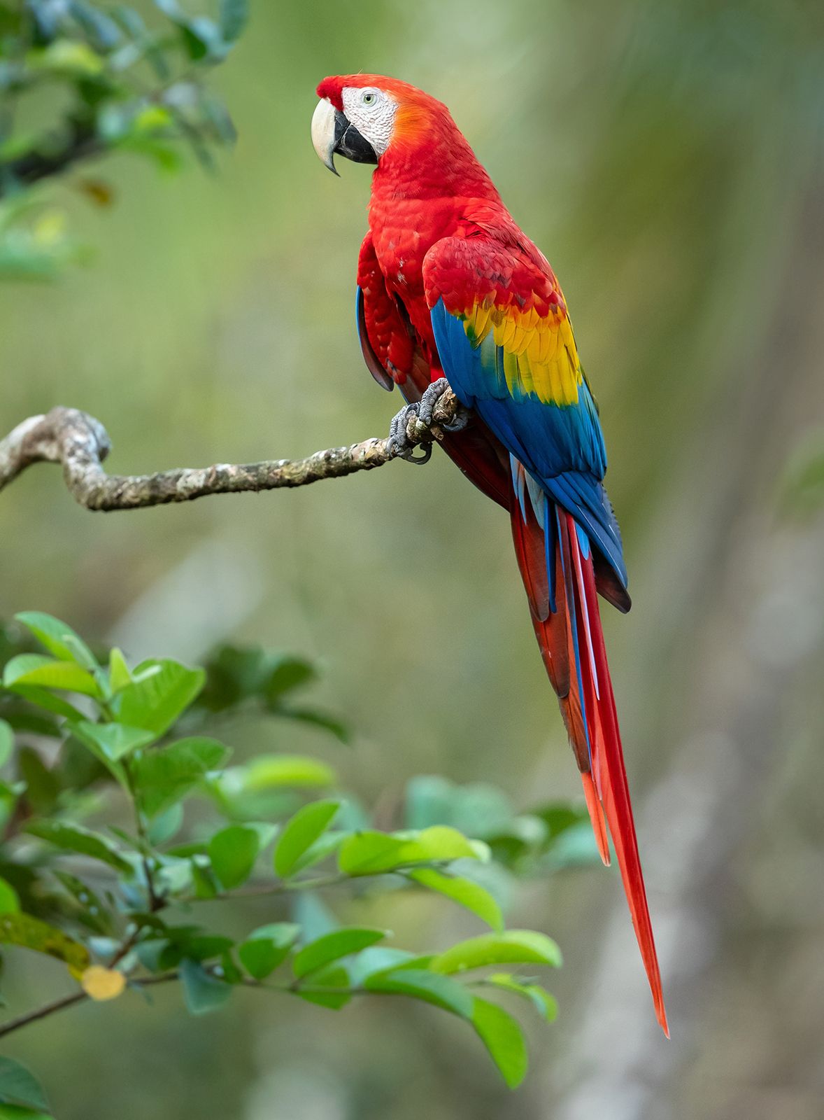 Colorful Macaw Parrot