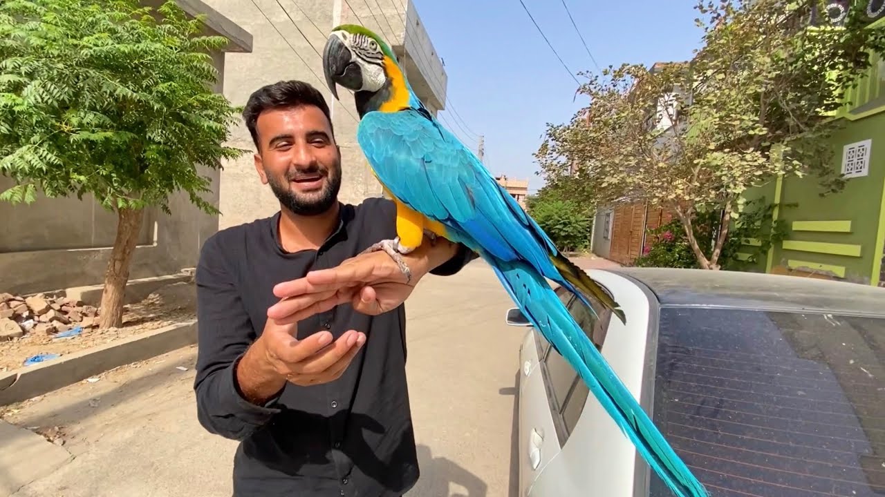 Beautiful Macaw Parrot in Nature