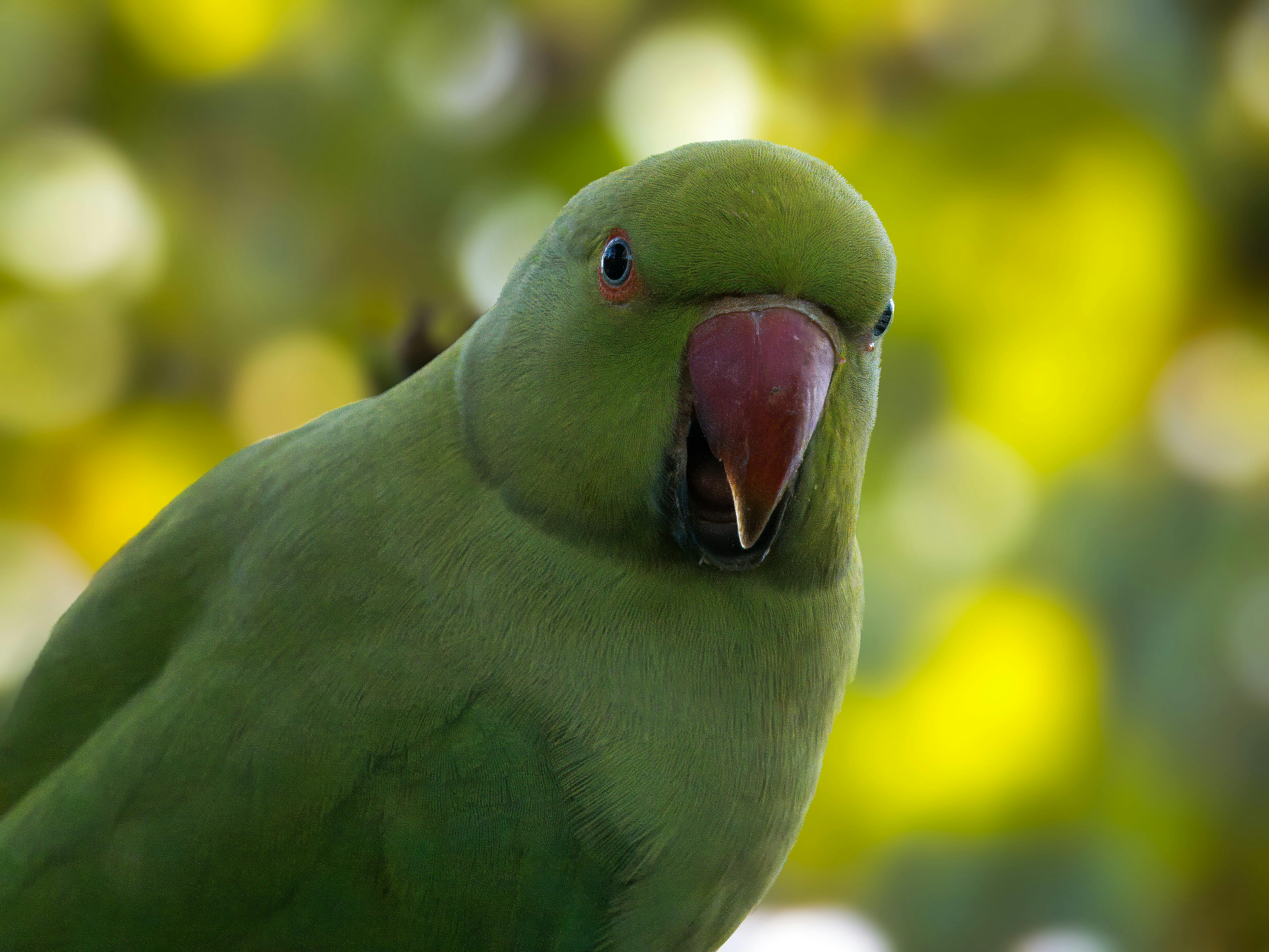 Caring for Ringneck Parrots