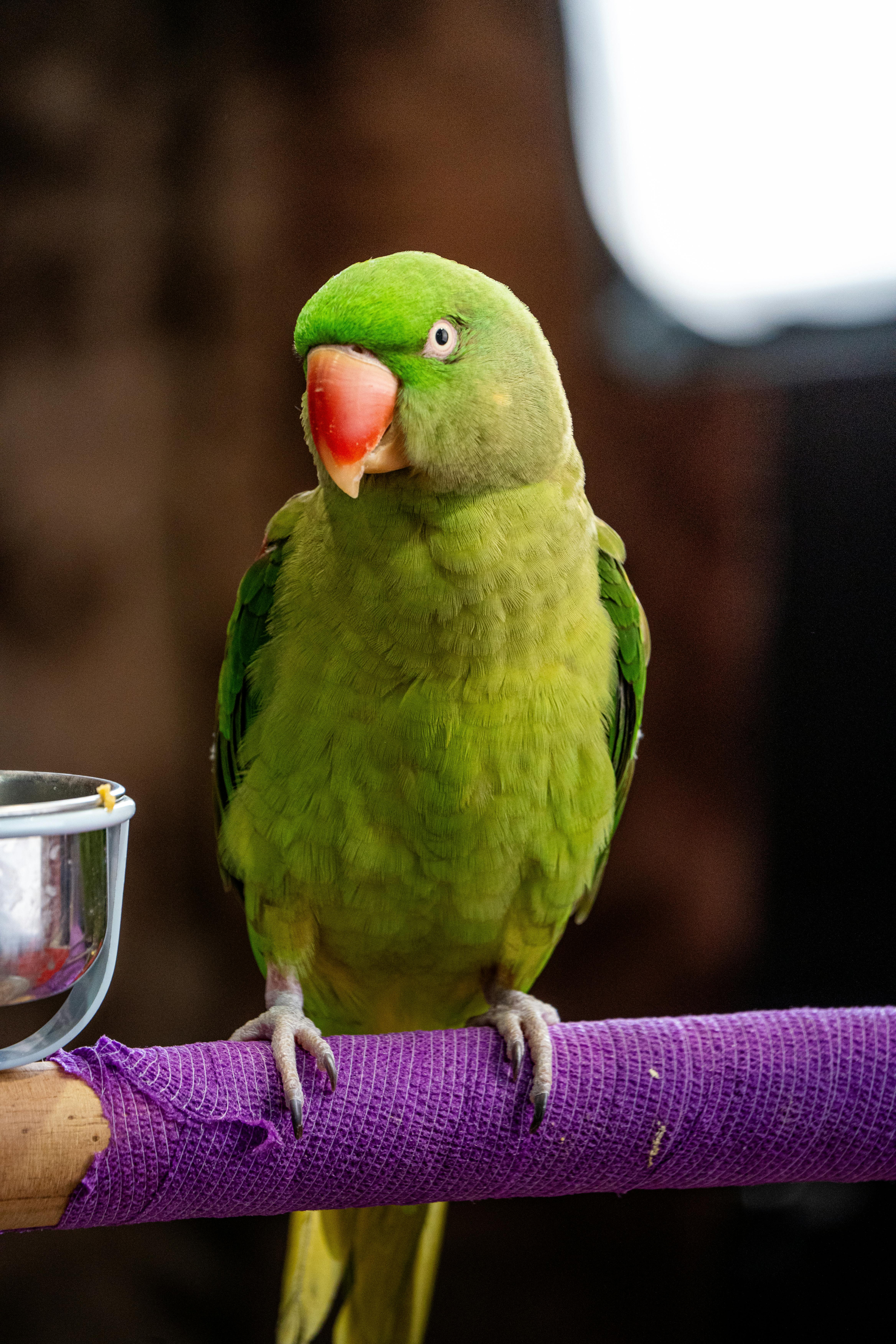 Indian Ringneck Parrot