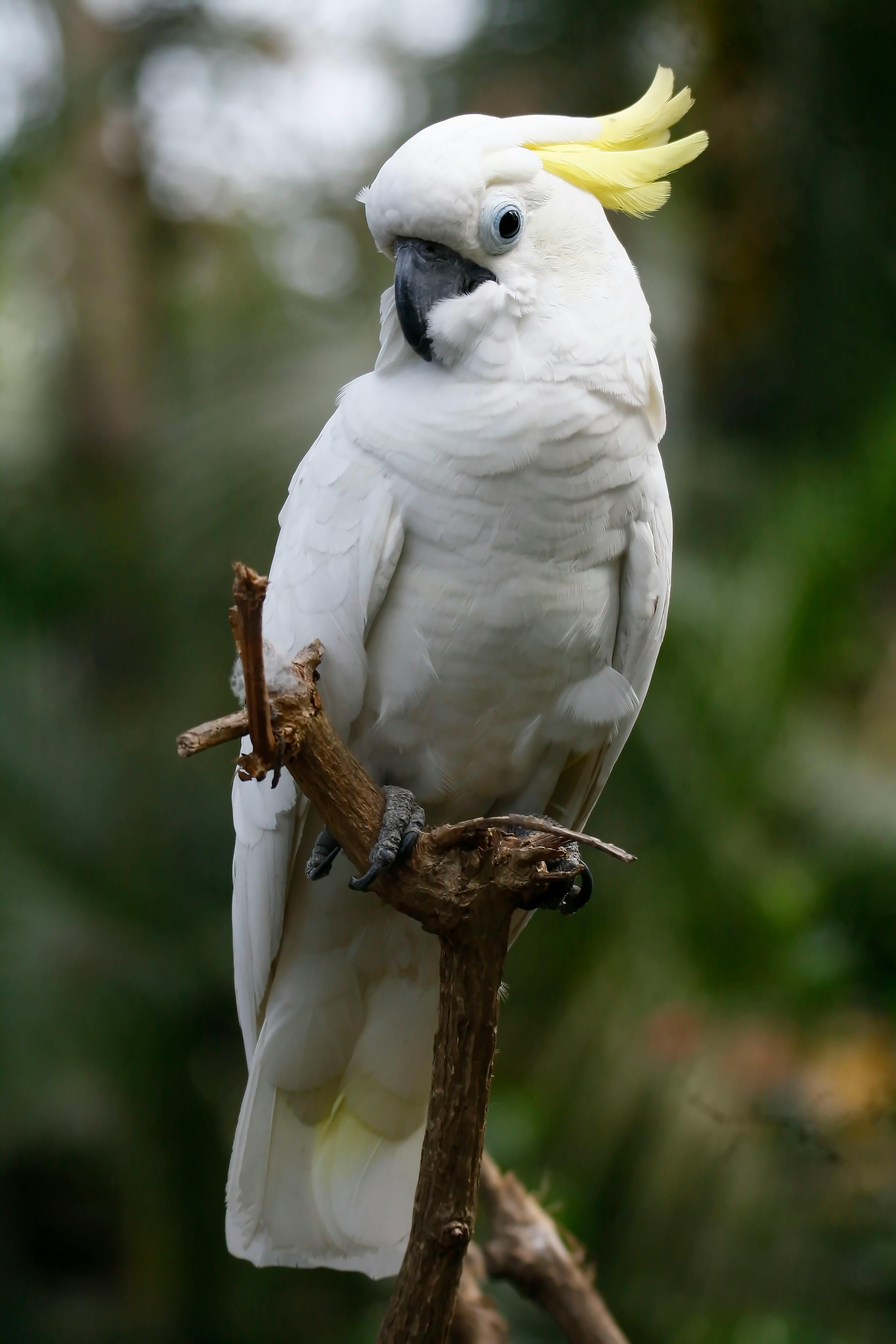 Indian Ringneck Parrot Training