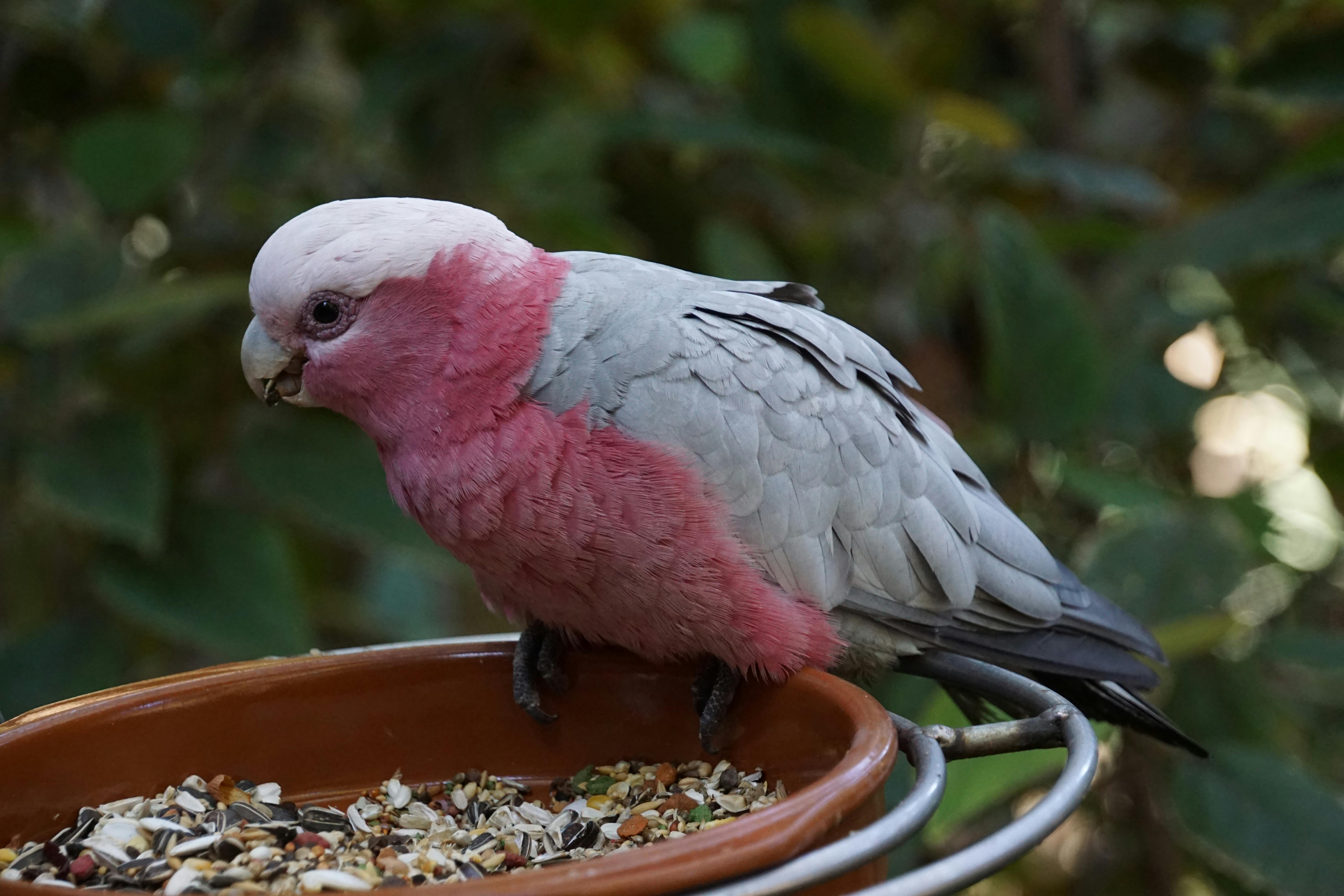 Celebrating with a Party Parrot