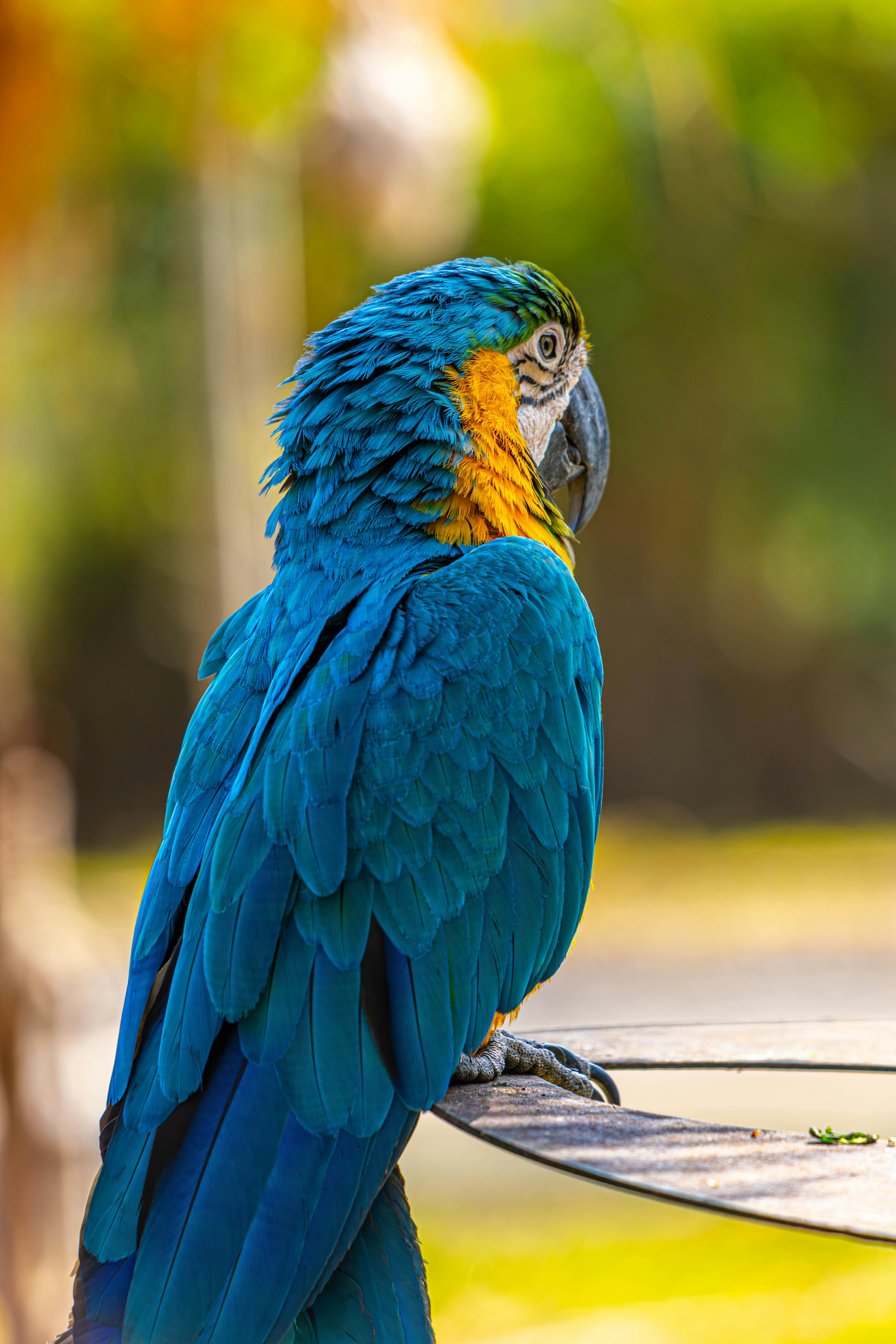 Joyful Party Parrot Showcasing Dance Moves