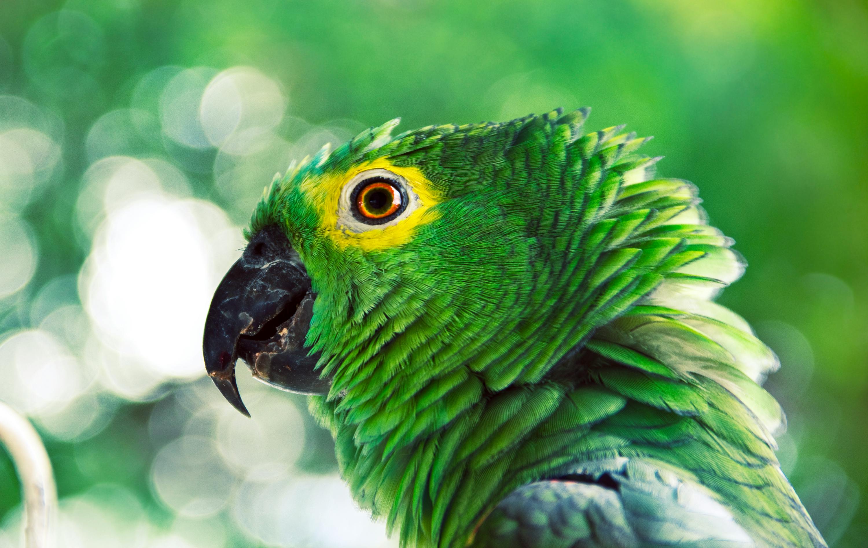 Kea Parrot