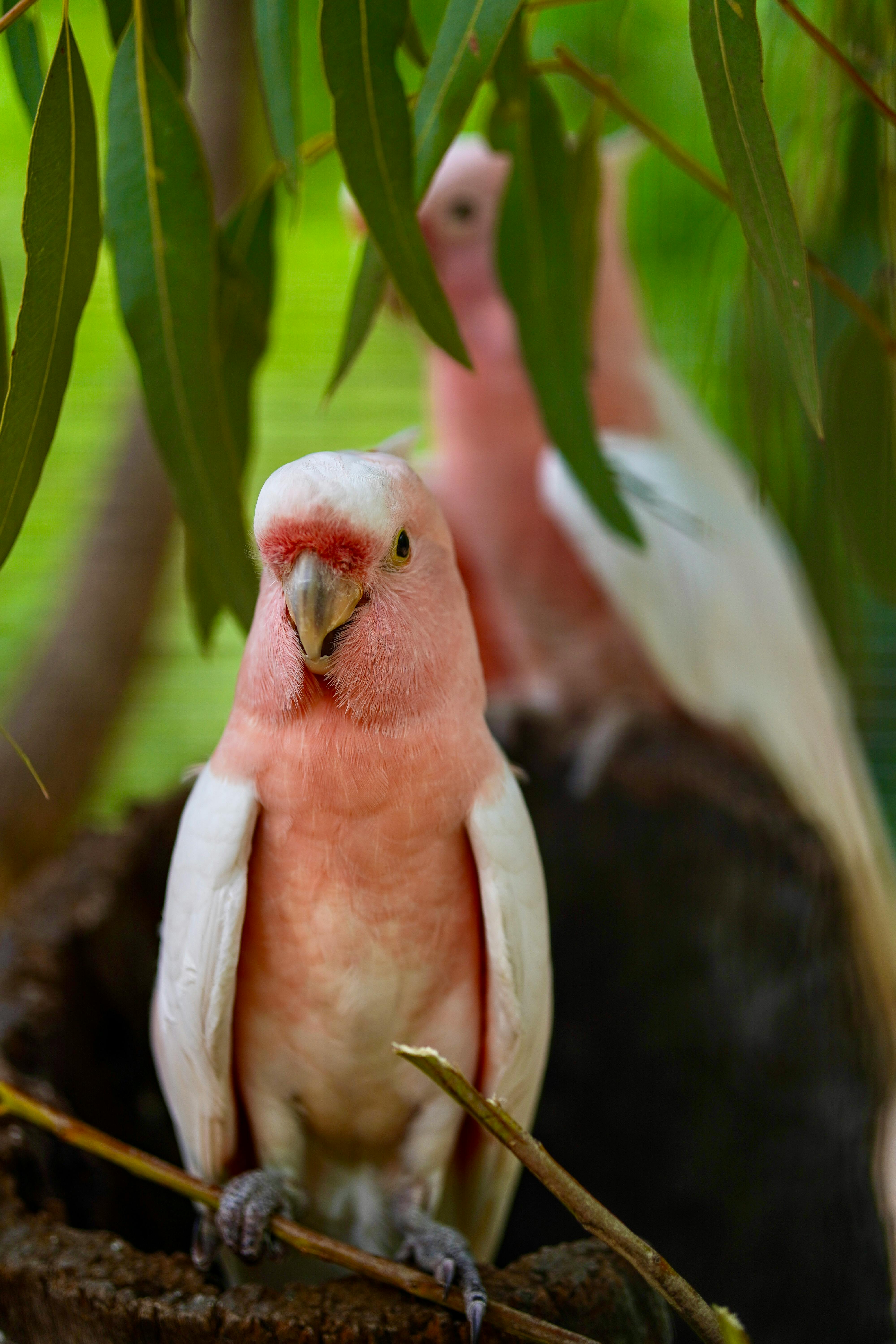 White Parrot